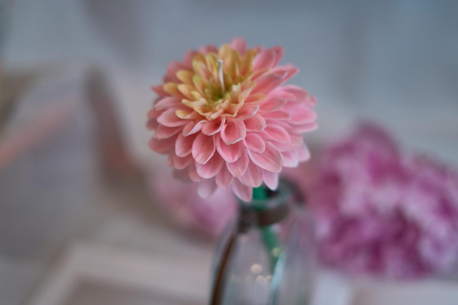 Dahlia Candle on Stem or Bud